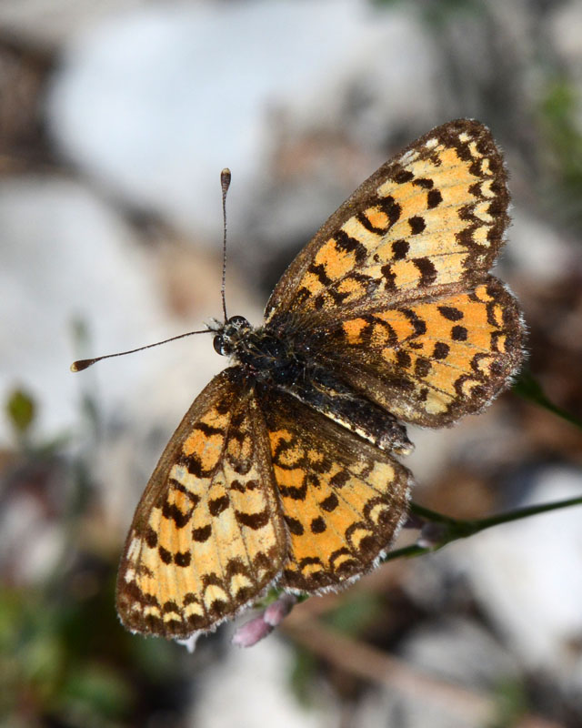 Melitaea trivia ?